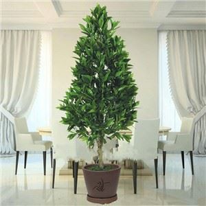 Umělý kužel Topiary Bay Laurel Tree