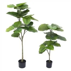 Falešný hrnkový Fiddle Tree